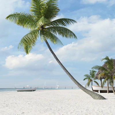 palm trees 040 — Descargar