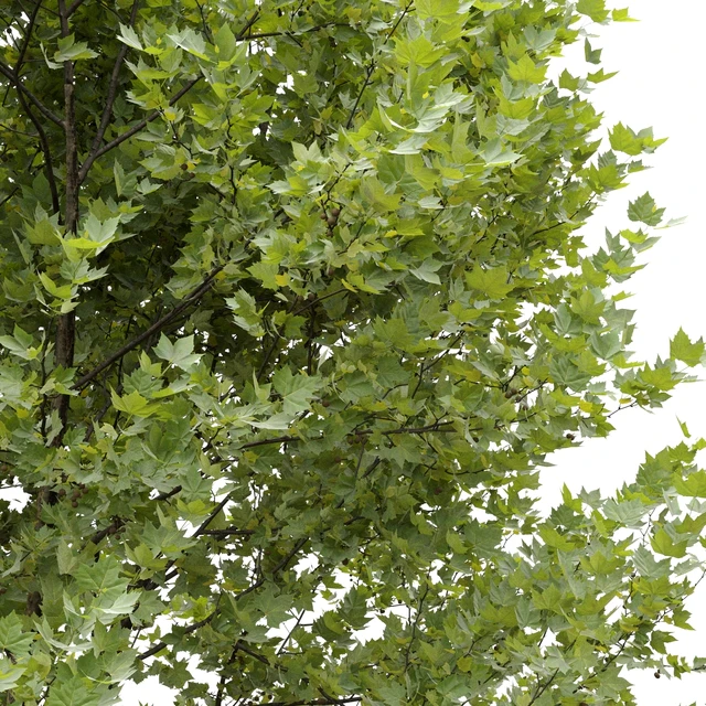 Платан / Sycamore / Platanus #9 — Скачать