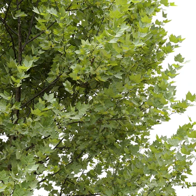 Платан / Sycamore / Platanus #9 — Вид 2