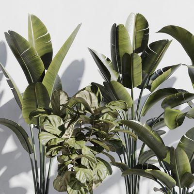 indoor plant set 75 — Вид 2