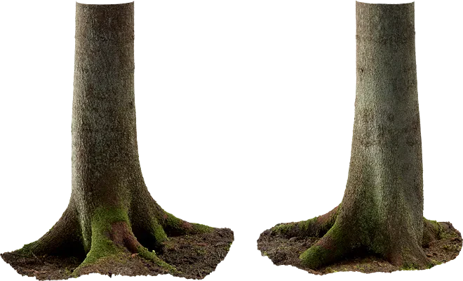 spruce tree trunk 002 — Descargar