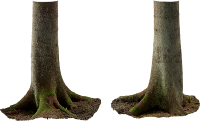 spruce tree trunk 002 — Descargar