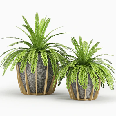 Polypodiophyta — Вид 1