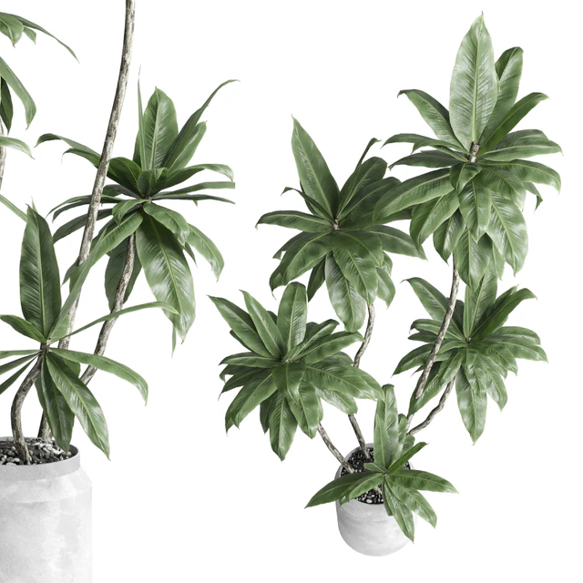 Indoor plant 460 concrete dirt vase plant fiucs tree pot — Descargar