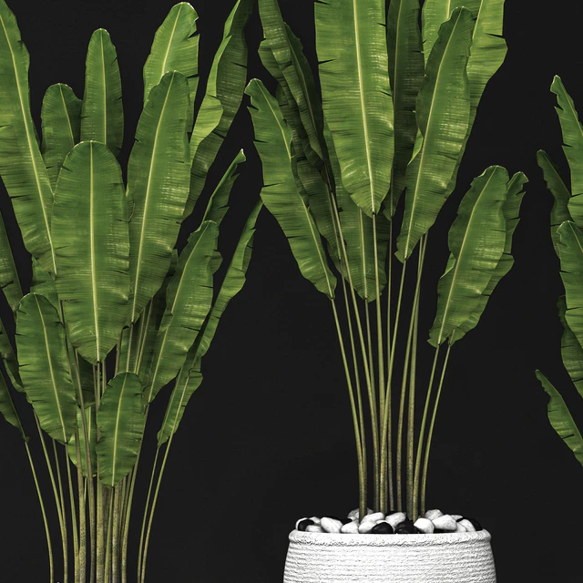 Set of banana trees, Стрелиция, горшок, куст, вазон, декоративный — Скачать
