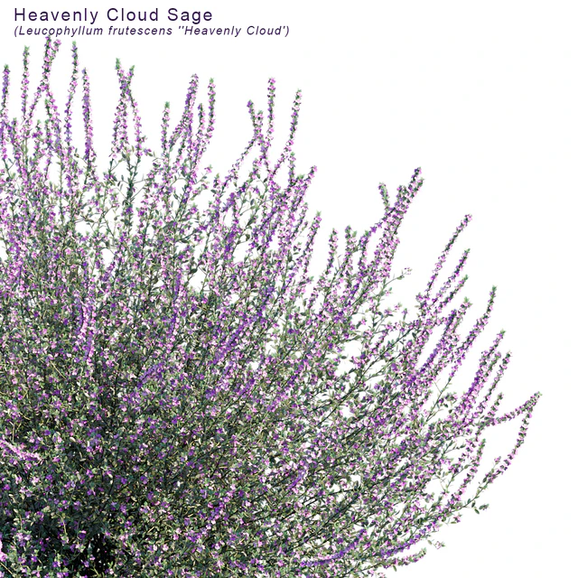 Heavenly cloud sage | Leucophyllum frutescens — Скачать