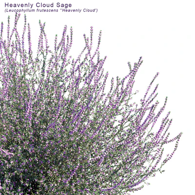 Heavenly cloud sage | Leucophyllum frutescens — Вид 3