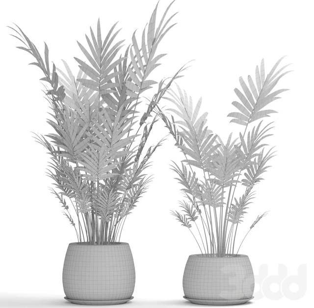 A collection of palms in pots 4. house palm, hovea, kentia, indoor, interior, eco design, pot — Descargar
