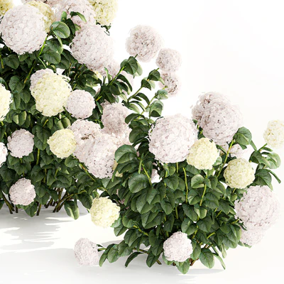 Three beautiful white hydrangea bushes with flowers for the garden, hedge, plant collection 1180 — Ver 2