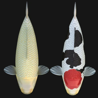 crap koi fish (riged) — Вид 2