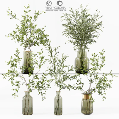 Collection Indoor Plants 016 — Ver 1