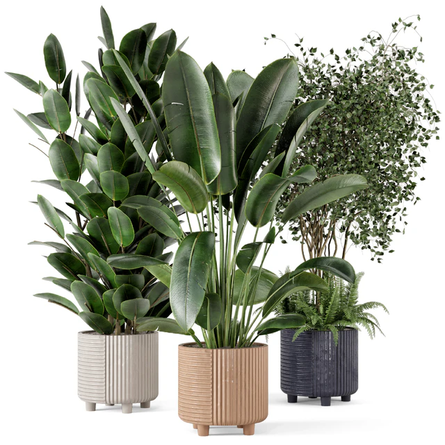Indoor Planters in Cecilia Ficonstone Pot - Set 350 — Скачать