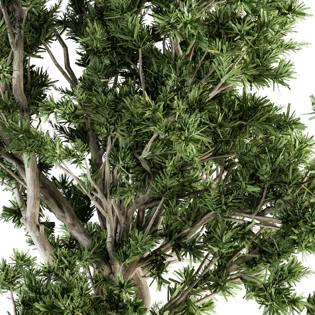 Outdoor Plants tree in Concrete Pot - Set 130 — Скачать