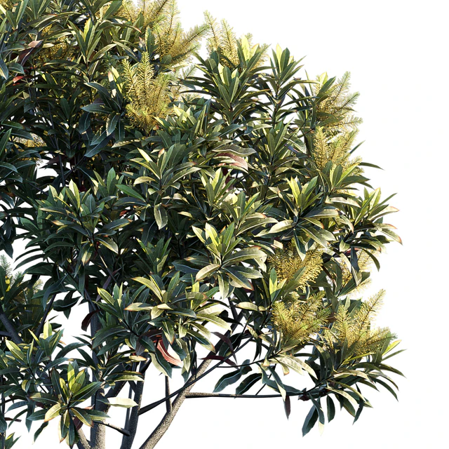 Darlingia Darlingiana | Brown Silky Oak — Descargar