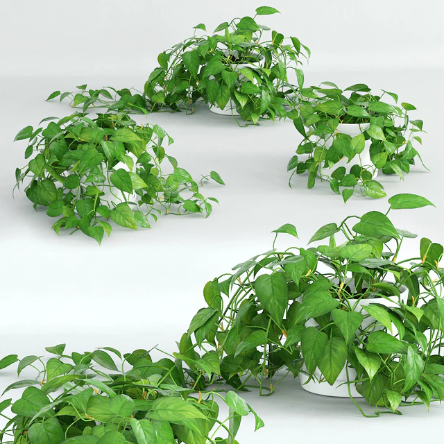 Вьющееся растение 1 — Скачать