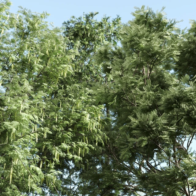 set of acacias-vray — Скачать