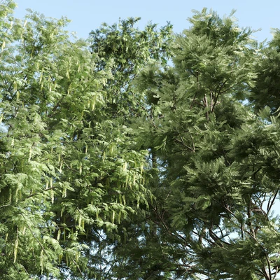 set of acacias-vray — Вид 2