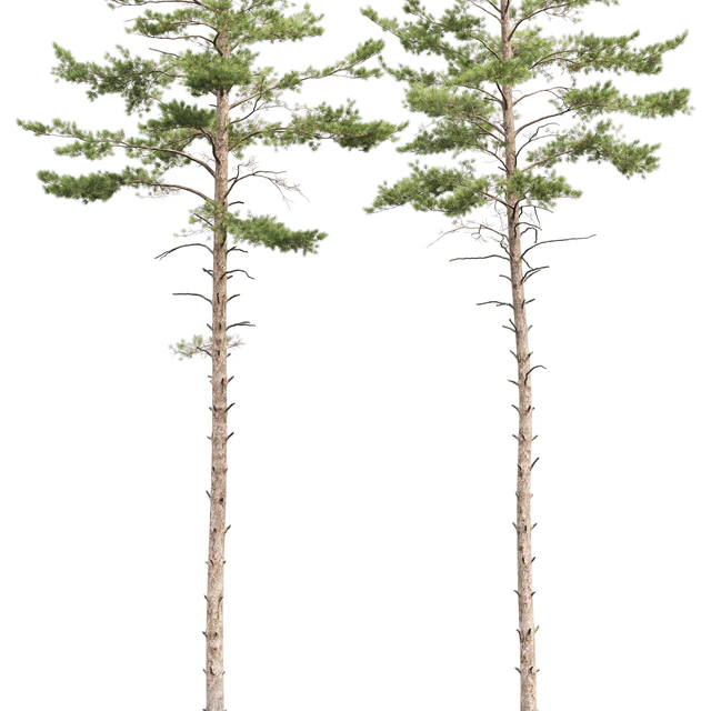 Pinus sylvestris # 10 (22-23m) — Descargar