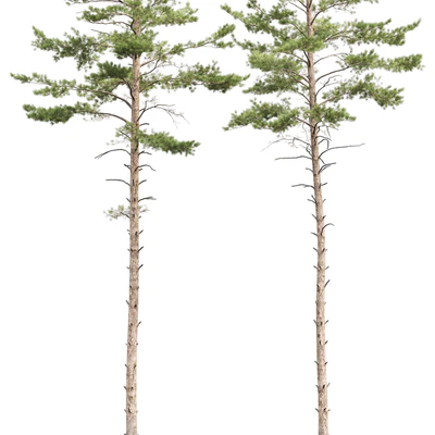Pinus sylvestris # 10 (22-23m) — Ver 2