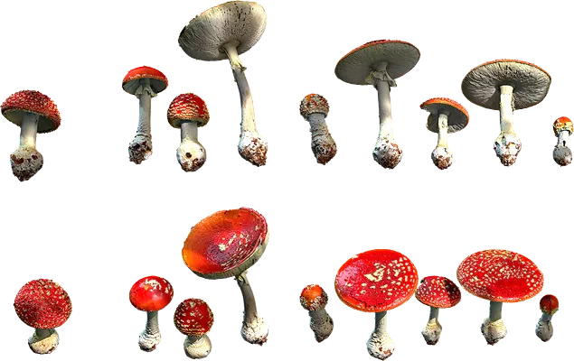 spotted red mushrooms 001 — Descargar