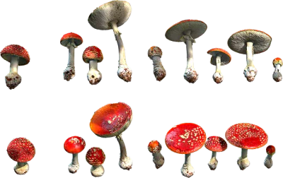 spotted red mushrooms 001 — Descargar