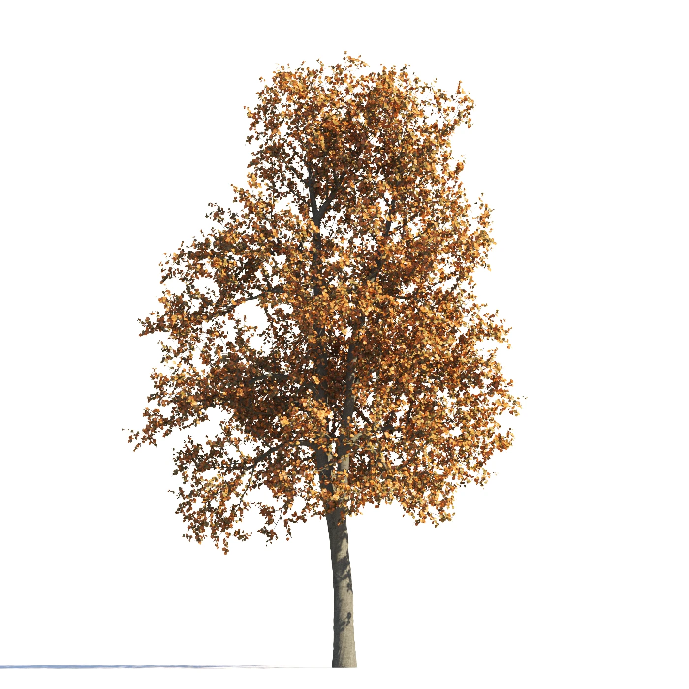 026 autumn — Descargar