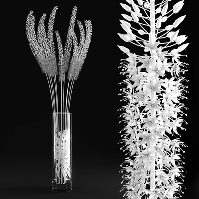 Eremurus / Eremurus — Ver 2