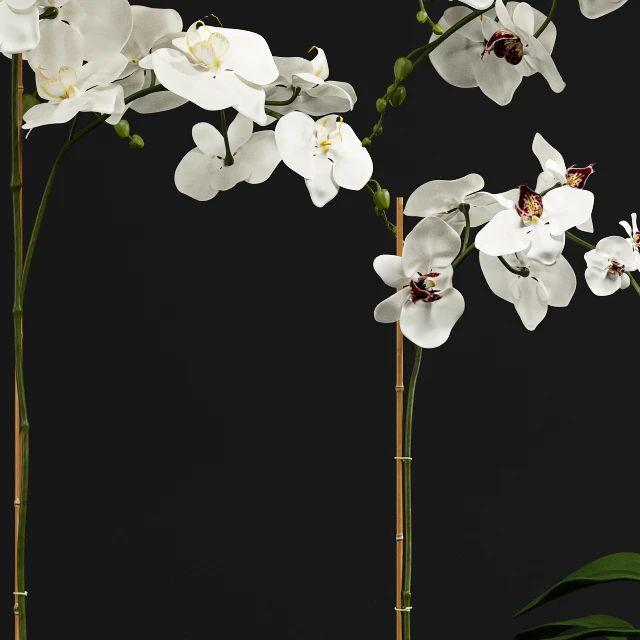 Orchid 9 — Скачать