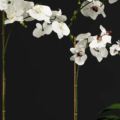Orchid 9 — Вид 2