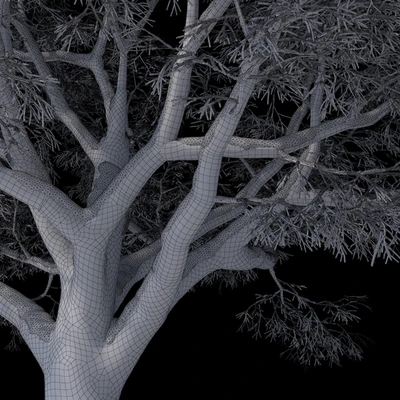 Snow-covered trees, beech — Ver 2