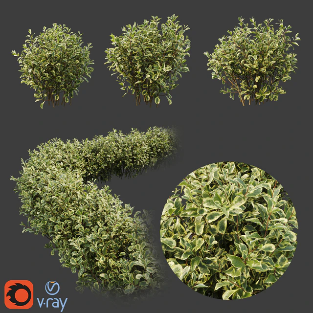 Weigela florida — Descargar