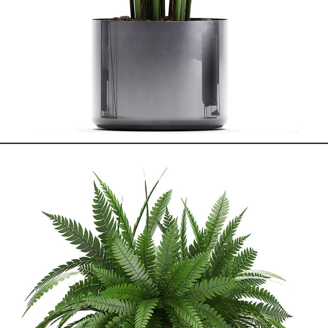 Plant collection 290. Indoor plants, ficus lyrata, Dipsis, palm tree, fern, black pot, flowerpot, strelitzia, luxury decor, thickets — Descargar