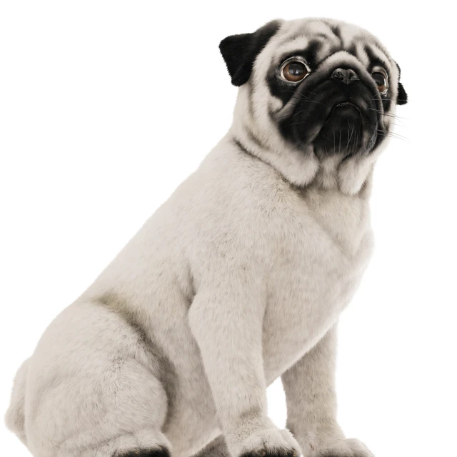 Realistic pug dog — Descargar