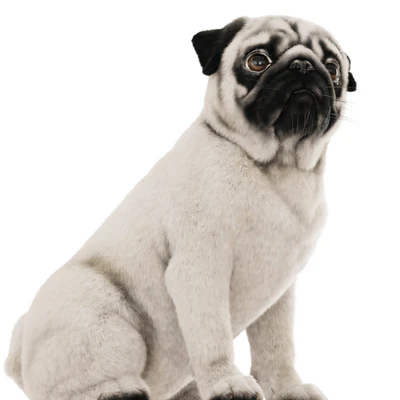 Realistic pug dog — Ver 3