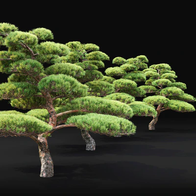 Bonsai — Ver 2