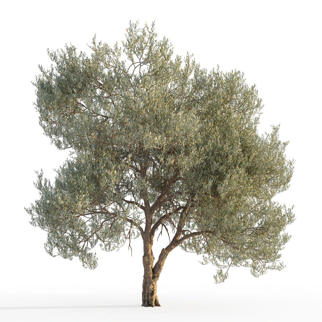 Оливковое дерево 5 (Olive tree 5) — Скачать