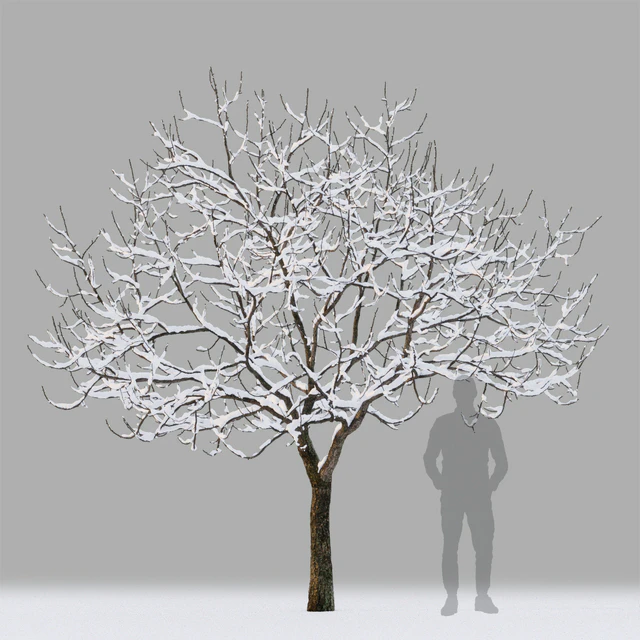 Winter trees # 1 — Descargar