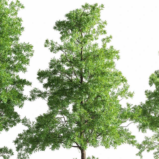 Eucalyptus tree forest 4 tree vray — Скачать