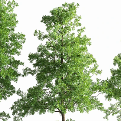 Eucalyptus tree forest 4 tree vray — Вид 3