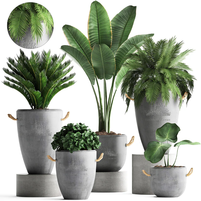 Plant Collection 381. Banana palm, Cycas, palm tree, exotic plant, outdoor, concrete flowerpot, strelitzia, bushes — Descargar