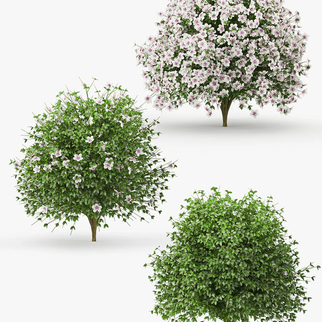 Hibiscus bush — Скачать