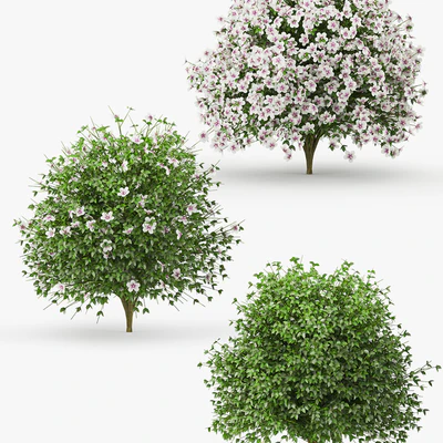 Hibiscus bush — Вид 2