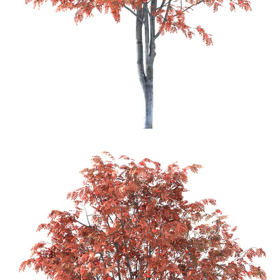 Rowan — Вид 2