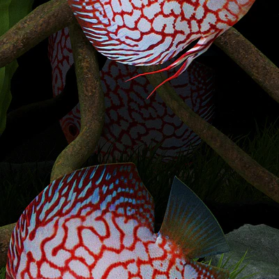Aquarium — Вид 2