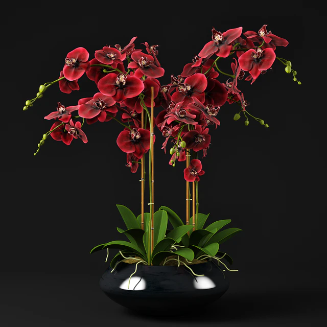 Orchid 12 — Descargar