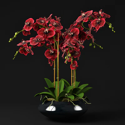 Orchid 12 — Ver 1