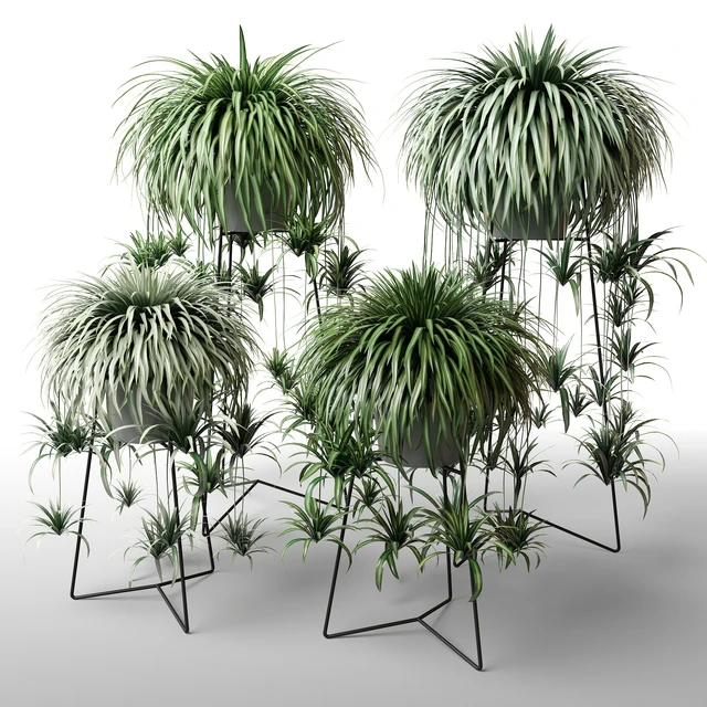 Indoor plants in floor planters — Descargar