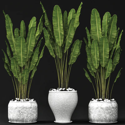 Set of banana trees, Стрелиция, горшок, куст, вазон, декоративный — Вид 1