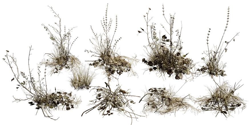 dry plant set 001 — Скачать