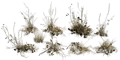 dry plant set 001 — download